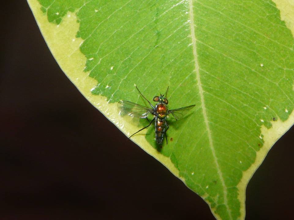FIGURE 1 FIGURE 1